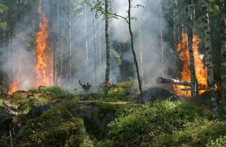 Akute Waldbrandgefahr in Baden-Württemberg