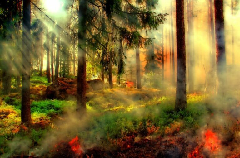 Kreisforstamt warnt vor Waldbrandgefahr