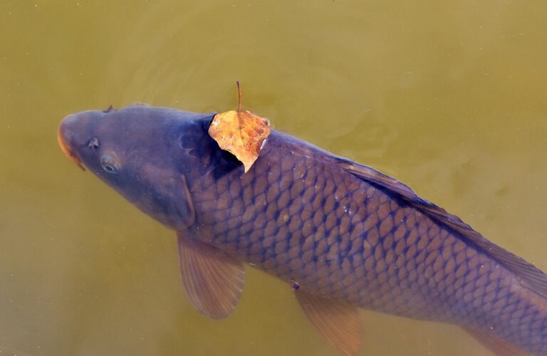 Probstsee in Möhringen von Fischsterben betroffen