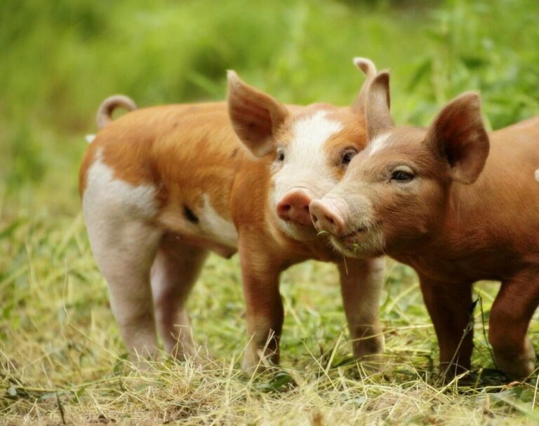 Afrikanische Schweinepest: Übertragung über Futtermittel unwahrscheinlich