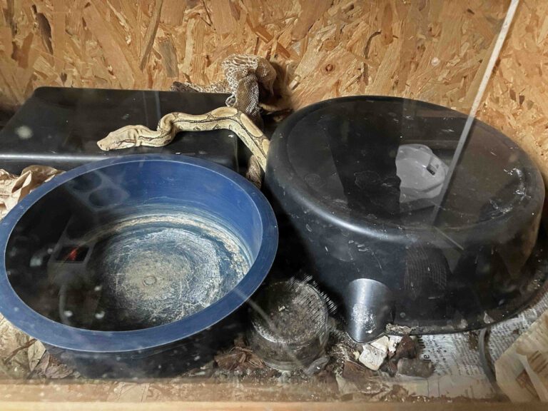 Stuttgarter Behörden holen Dutzende Riesenschlangen aus katastrophaler Haltung