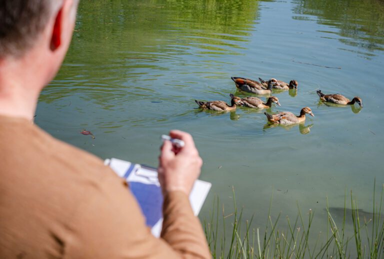 Maßnahmen des Wildgänsemanagements in Stuttgart gestartet